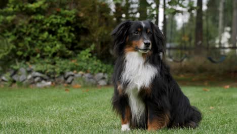 a stoic mini australian shepherd sitting upright in beautiful lawn of grass