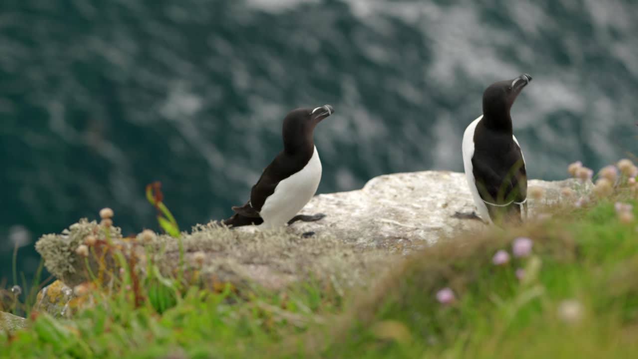 un par de aves marinas de razorbill alertas se sientan en el borde de un acantilado cubierto de ahorro en una colonia de aves marinas con agua turquesa en el fondo en la isla de handa, escocia