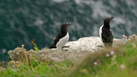 a pair of alert razorbill seabirds sit on the edge of a thrift covered cliff with each other in a seabird colony with turquoise water in the background on handa island, scotland