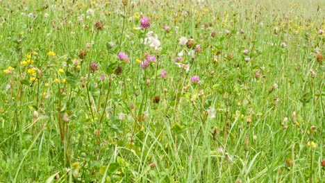 an alpine meadow with many plants and herbs is lit by the sun