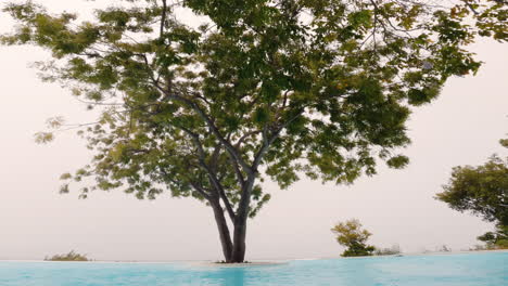 lush tree growing in front of a pool, tilt reveal