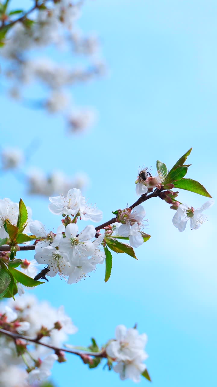 Beautiful nature in spring. Blossoming branch of fruit tree on clear sky background. Bees collecting pollen from blooming branch. Vertical video