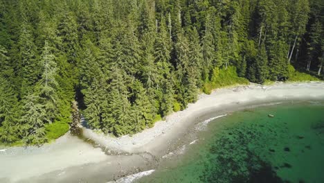 aerial daytime wide shot orbiting a creek flowing into turquoise blue ocean through pristine sand beach and old growth forest pine trees in vancouver island british columbia canada