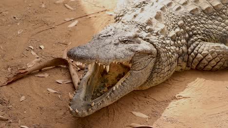 nile crocodile with open mouth breathing hd