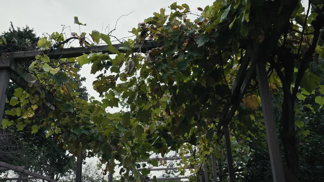 Pompeii vine arbor, Quartio's garden, Italy