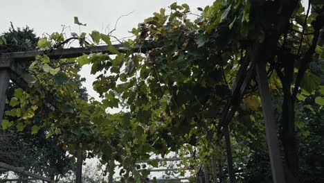 Pompeii-vine-arbor,-Quartio's-garden,-Italy