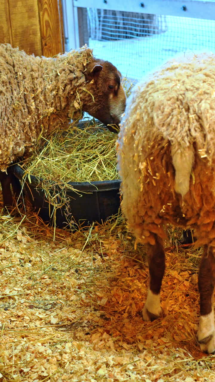 Sheep feeding on hay in a barn during the afternoon. Two sheep are eating hay from a container in a barn while another sheep is in the background