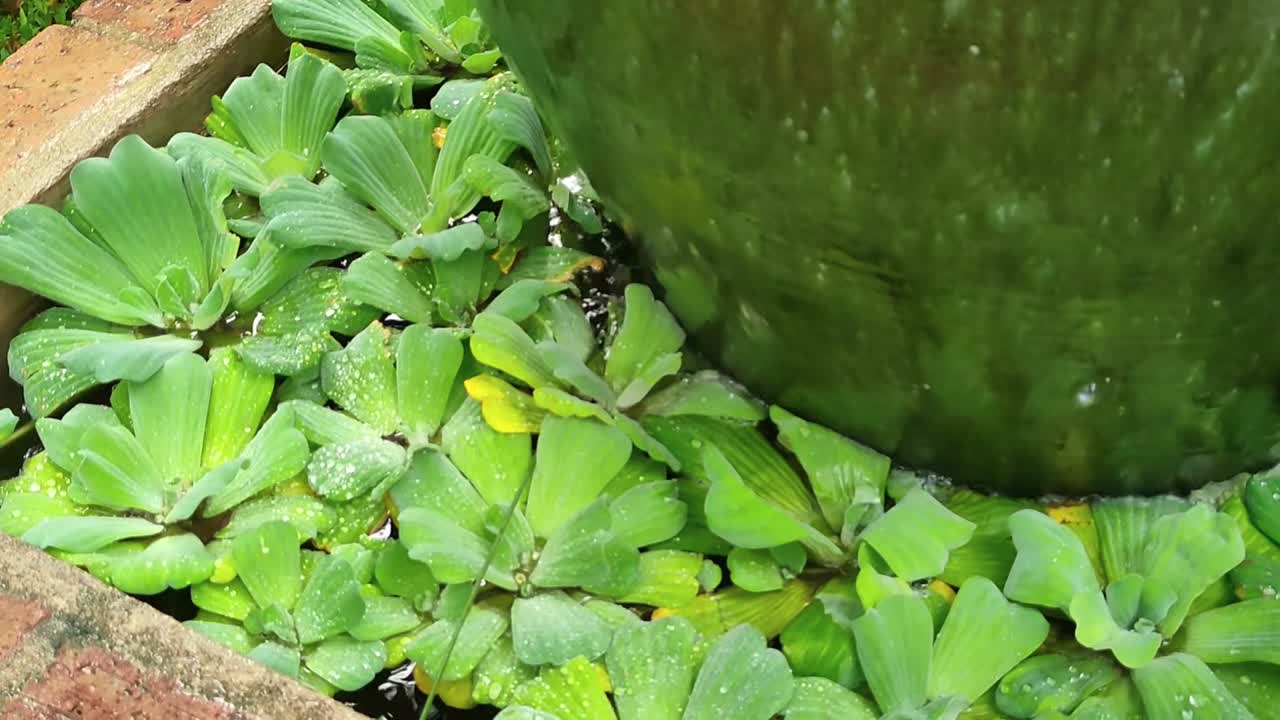 Floating water lettuce or Pistia stratiotes enhances ornamental ponds with lush greenery and a beautiful, serene view.