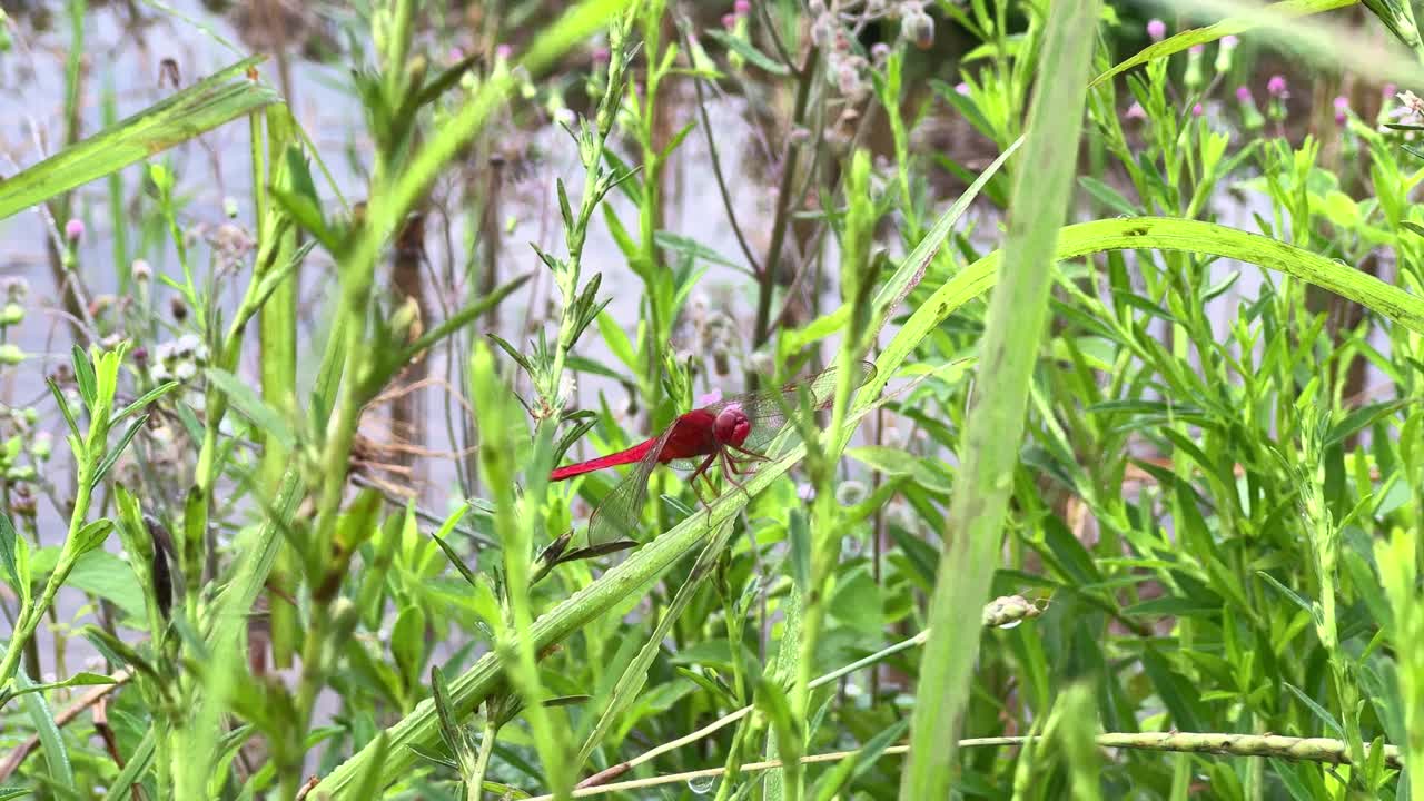 Red dragonfly is perching on fresh green foliage, showcasing insect life in nature