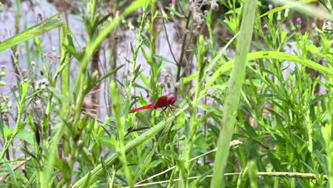 red dragonfly is perching on fresh green foliage, showcasing insect life in nature