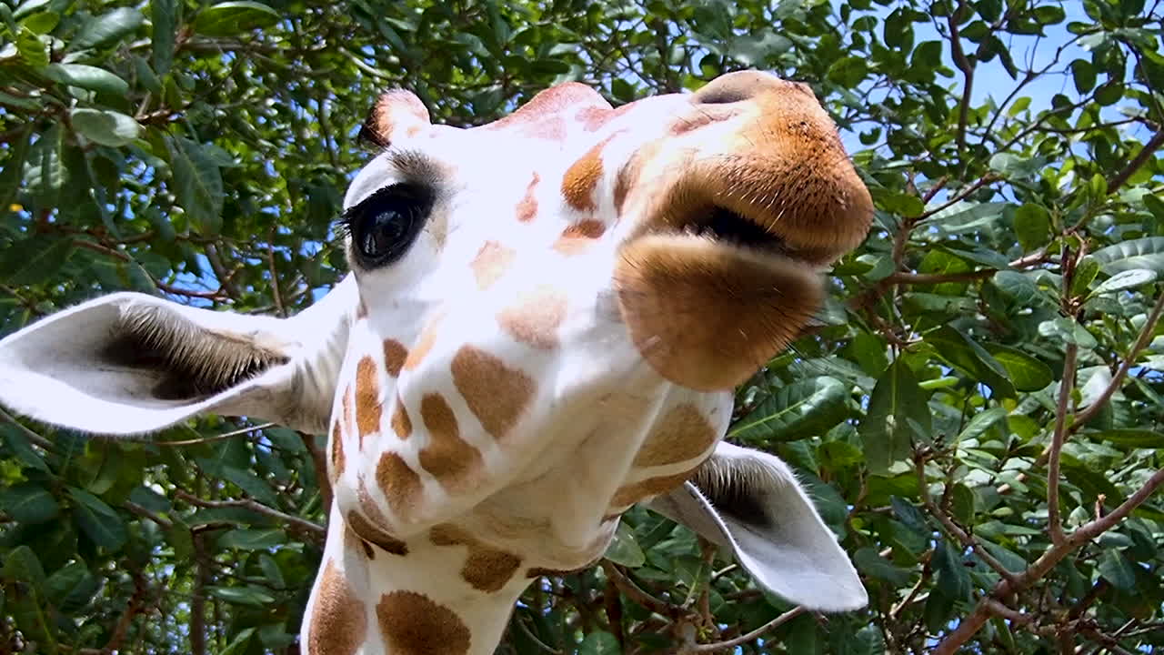 Giraffe's close up head shot while chewing its food. Giraffe feeding is a famous tourist attraction in Calauit, Coron, Palawan.