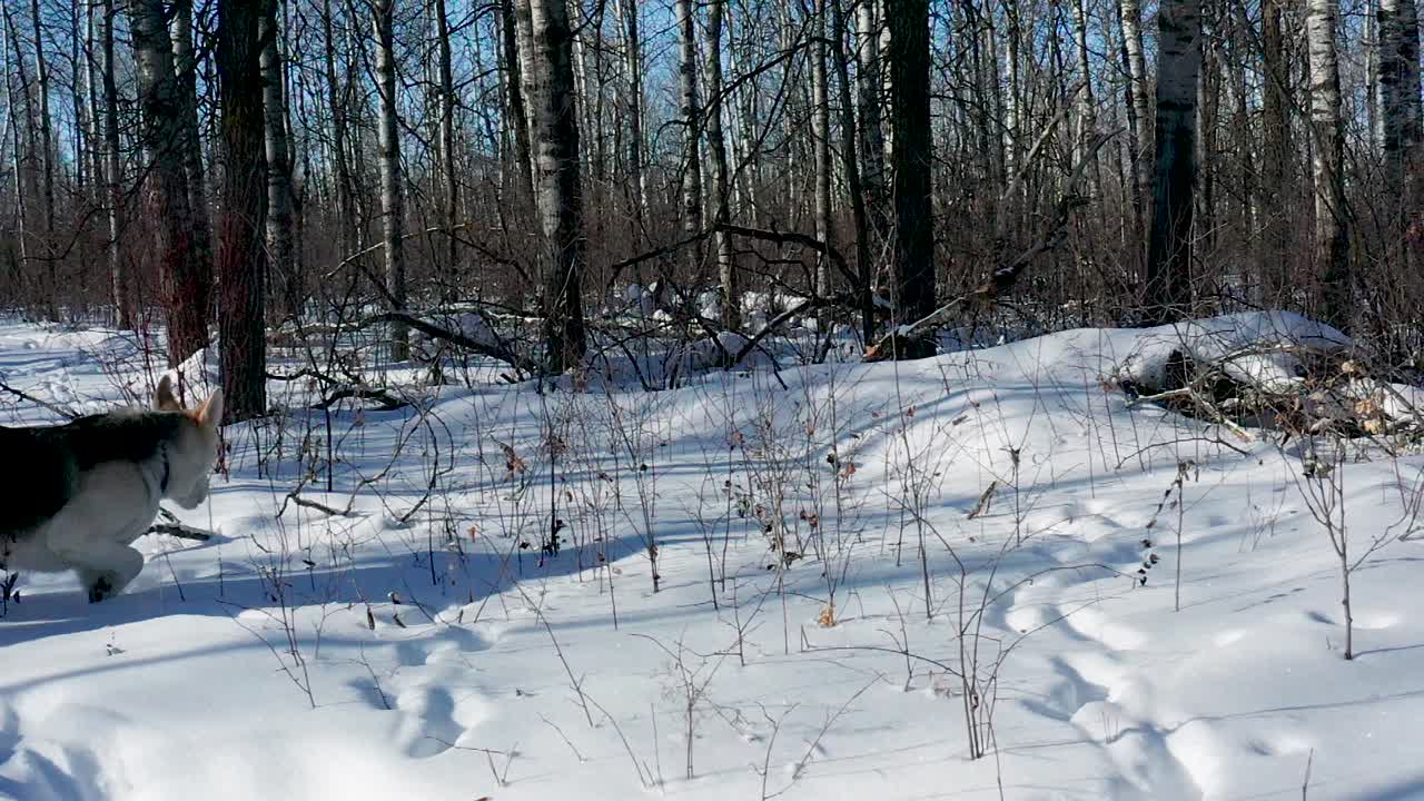 애완용 허스키 늑대개는 춥고 화창한 겨울날 숲을 탐험합니다