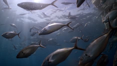 battle scarred great white shark carcharodon carcharias 4k badly scarred shark close ups neptune islands south australia