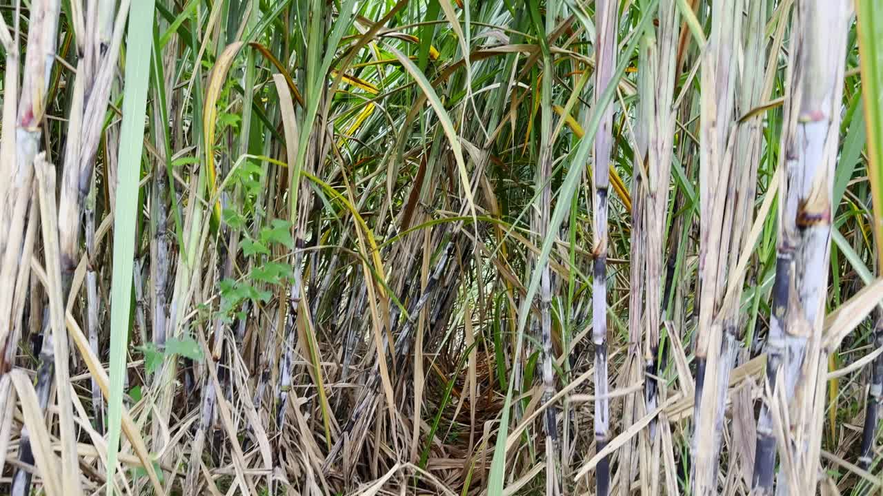 campo de caña de azúcar