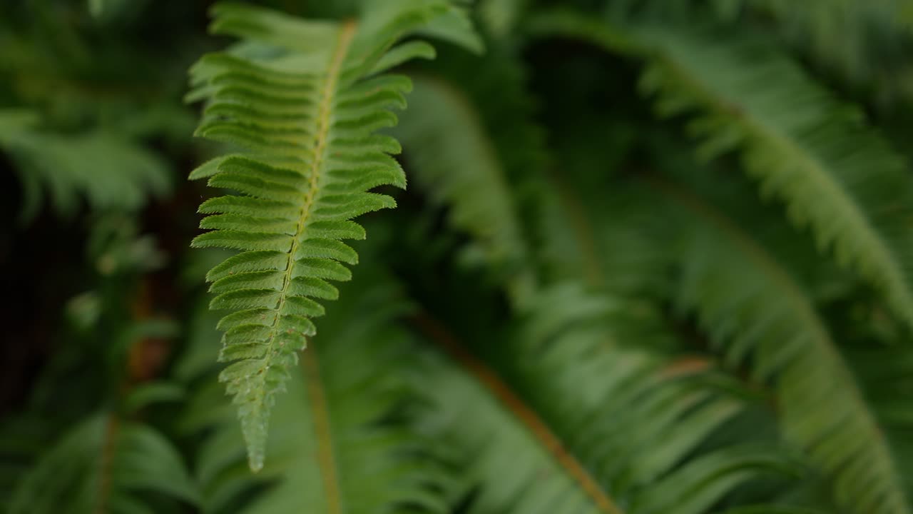 primer plano de un helecho