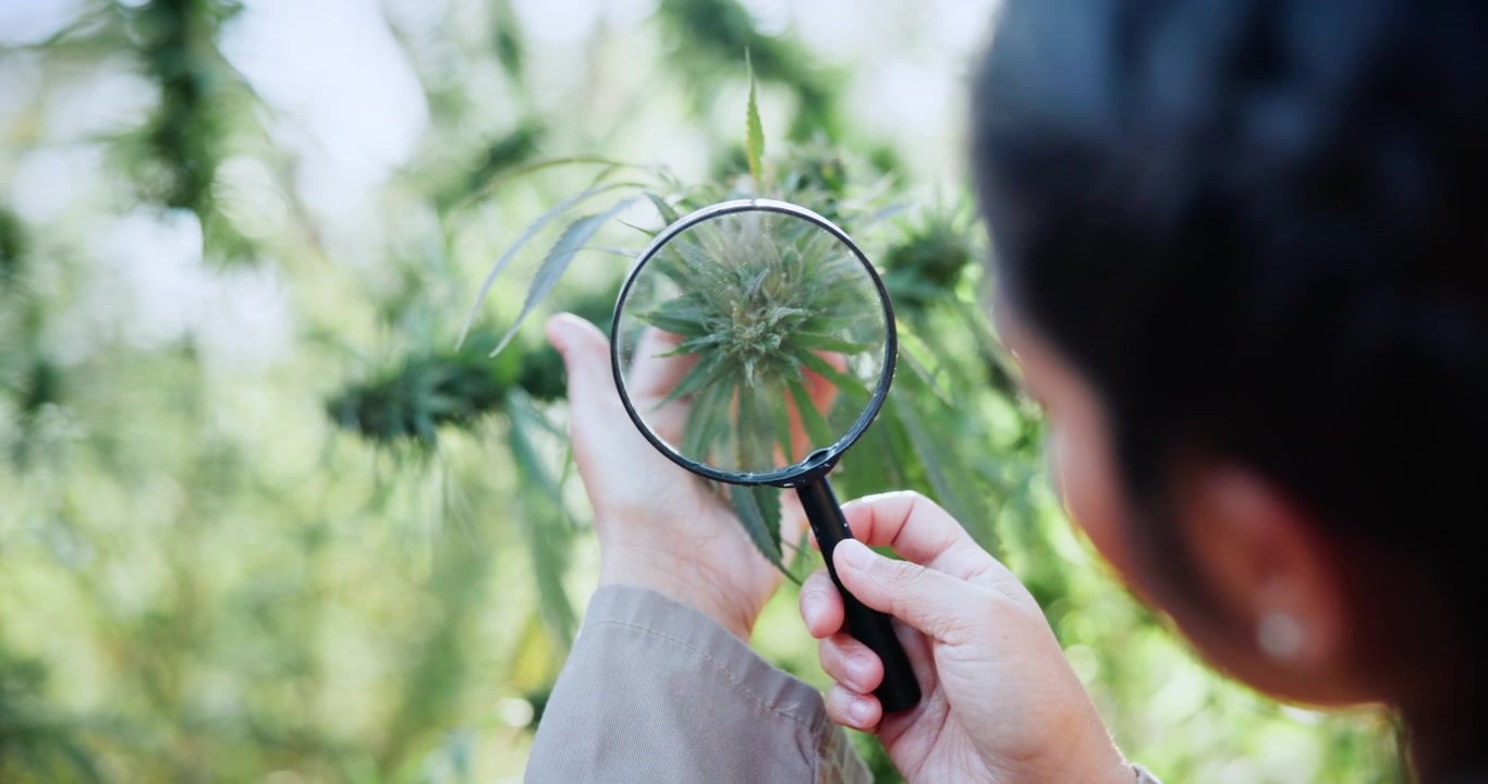 Botanist Examining Cannabis Plant with Magnifying Glass
