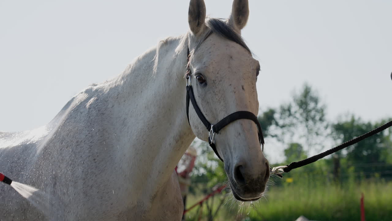 el caballo blanco está bañado con una manguera de jardín