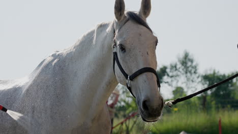 El-Caballo-Blanco-Se-Riega-Con-Una-Manguera-De-Jardín