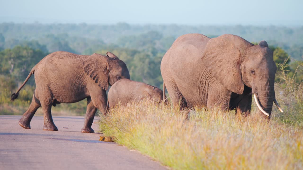 아프리카 코끼리 가족 이 새끼 와 함께 사바나 의 아스팔트 도로 를 가로지르고 있다