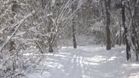 Winterlandschaft-Bei-Schneefall.-Abstrakter-Hintergrund-Für-Winterweihnachten-In-Superzeitlupe.