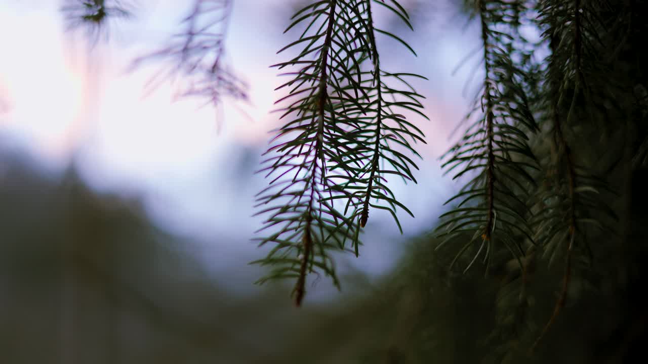 Abstract Pine Needle Branch with Dark Background and out of Focus Background and soft lighting