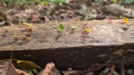 colony of ants on wooden board moving and carrying leaves, close up