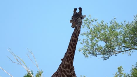 Ein-Paar-Giraffen,-Die-In-Der-Sonne-Grasen