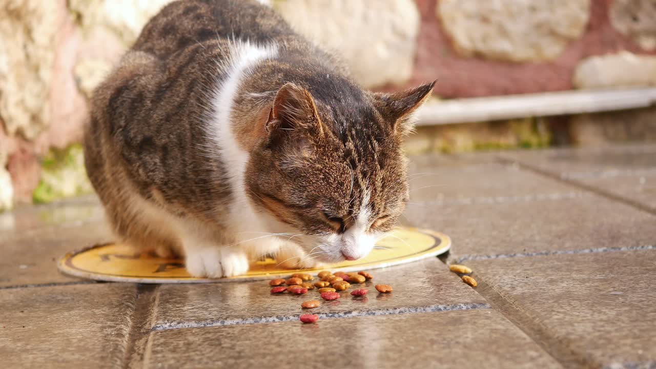 Straßenkatze frisst Futter