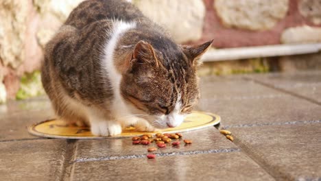 street cat eating food