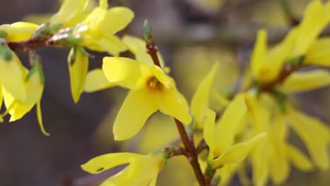 close-up of forsythia flowers (golden bells): detail shot