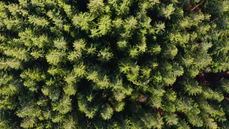 top down shot over a green forest of confifer trees, fyling down slowly to get more details of the treetops