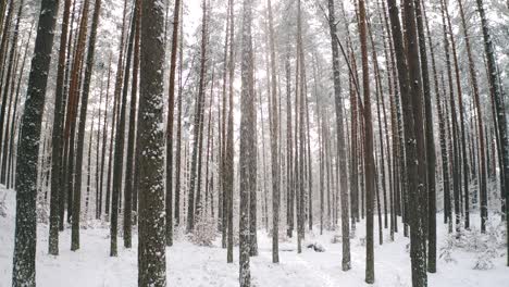 Schöne-Winterlandschaft-Mit-Großem-Schnee-Im-Kiefernwald