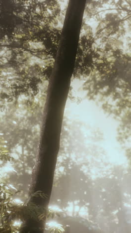 sunlit tree trunk in misty forest