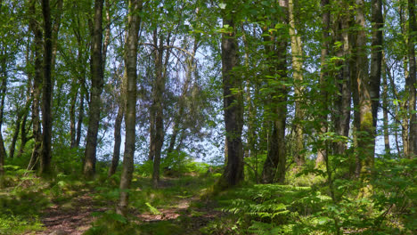 sendero boscoso que conduce a través de un bosque boscoso verde exuberante