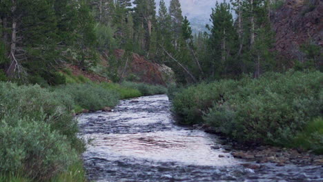 German-Shepherd-Exploring,-Walking-Alone-On-River-Stream-In-Nature,-Yosemite-National-Park