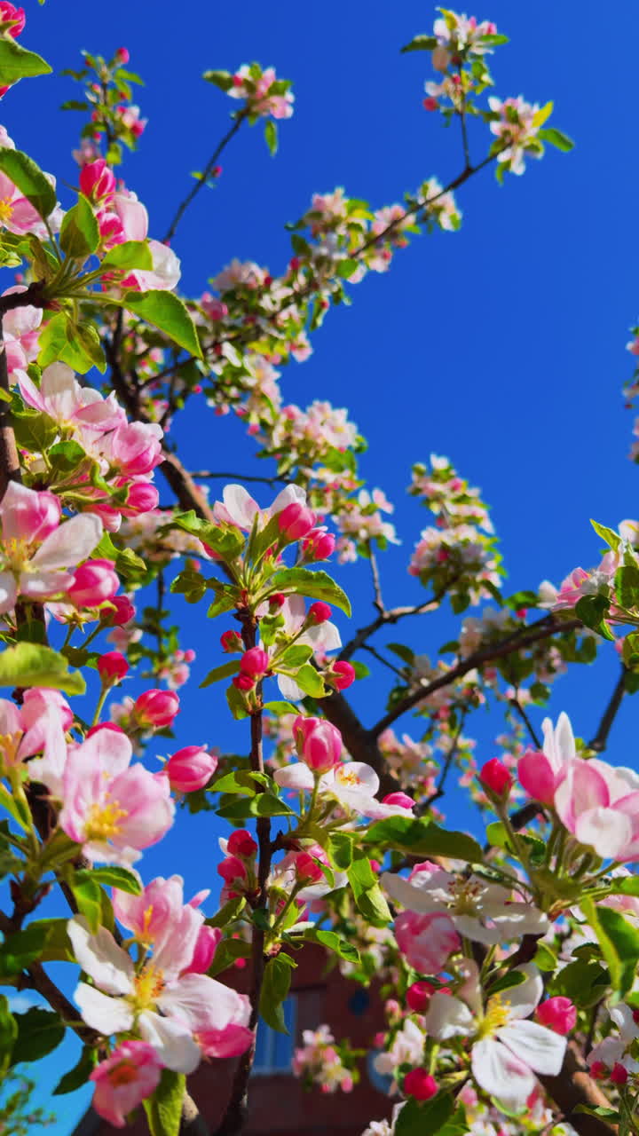 Branch of apple tree with pink flowers on a background of blue sky. Vertical video.