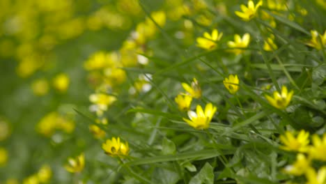 butterblumen auf der wiese kamerafahrt