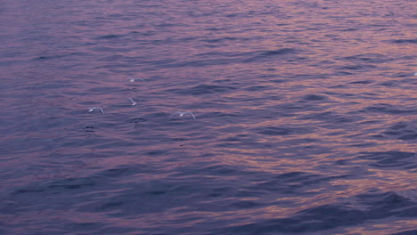 Sea-Gulls-flying-over-water-at-Hamburg-Harbour-during-beautiful-Sunset