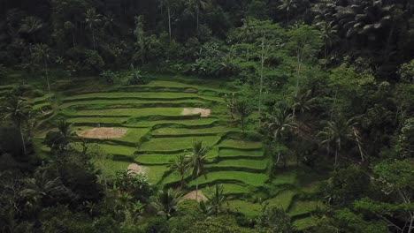 drone shot flying over the beautiful tegalalang rice terraces in bali, indonesia during sunrise hours