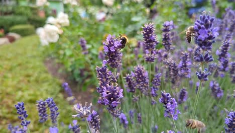 Miel-De-Abeja-En-Flor-De-Lavanda-En-El-Jardín.