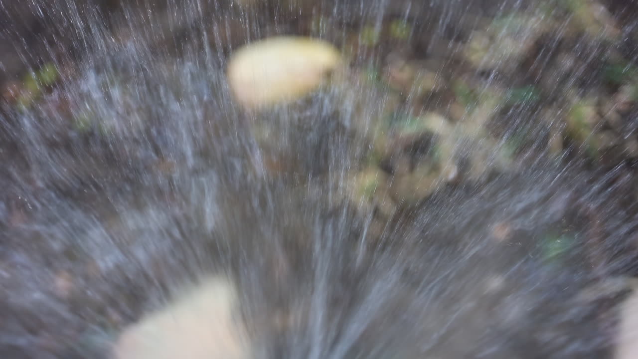 Close up of a water sprinkler in action, spraying water across grass and plants