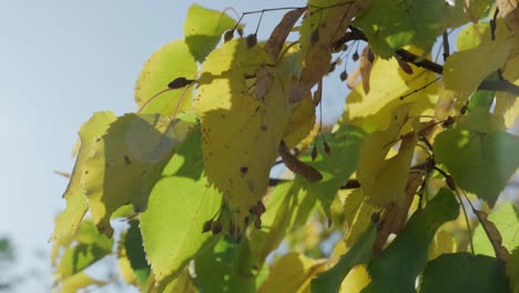 Makroaufnahme-Von-Herbstblättern,-Die-Sich-Im-Wind-Bewegen