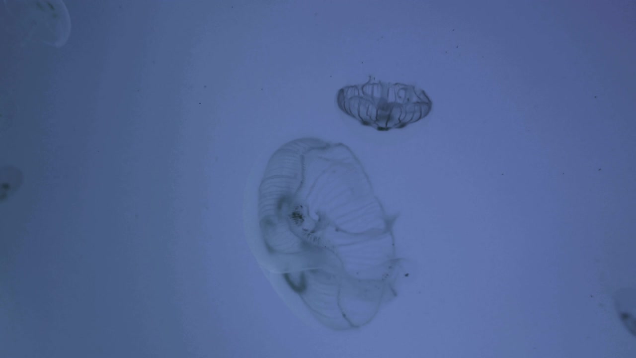 medusas de la luna en 4k