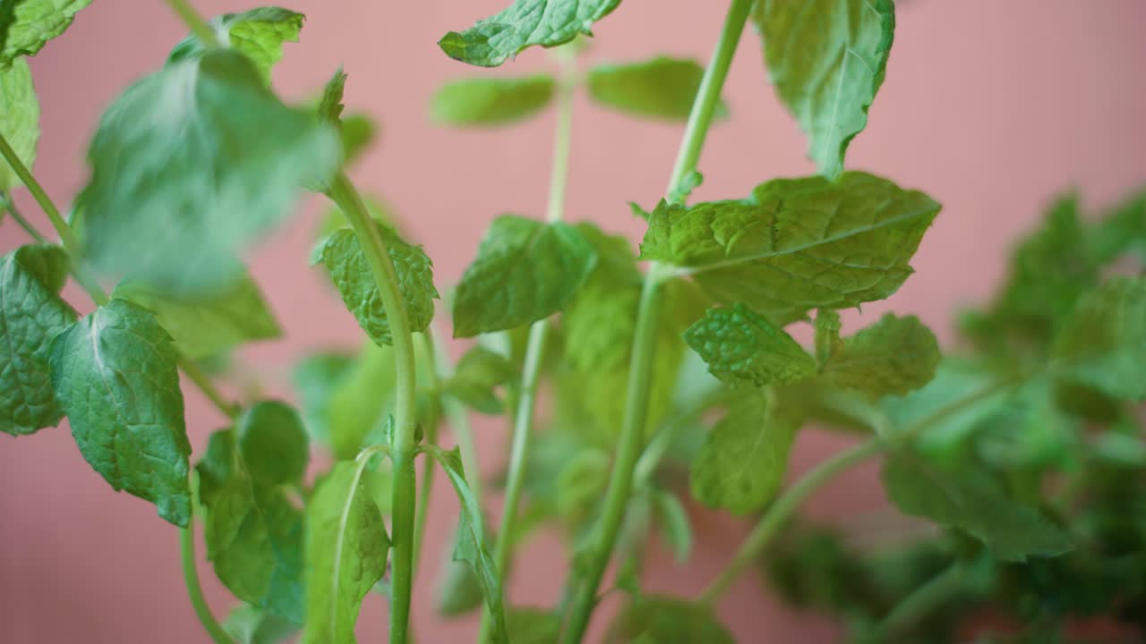 민트 레브의 폐쇄