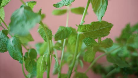 Close-up-of-mint-leves