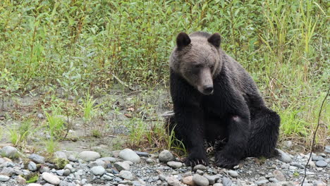 El-Oso-Grizzly-Herido-Bosteza-Y-Saca-La-Lengua,-Sentado-En-La-Orilla-Del-Río