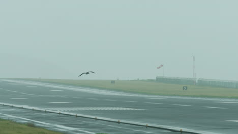 seagulls fly around an airport runway in stormy weather