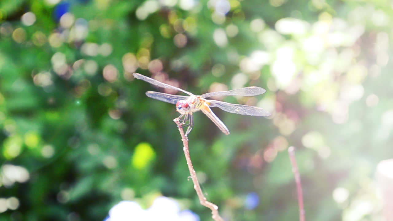 Libellula su un ramo. Riprese in estate.
