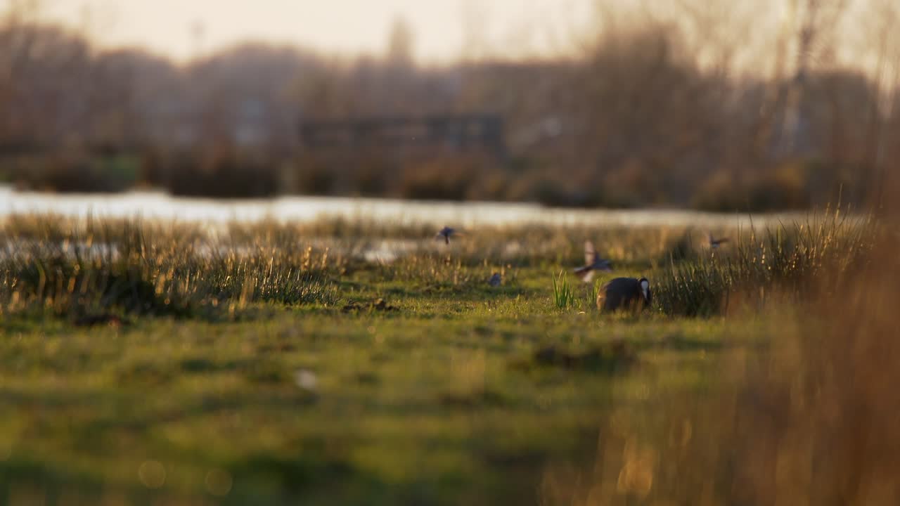 un disparo panorámico de pájaros jugando en el suelo junto al río bajo la puesta de sol en los prados