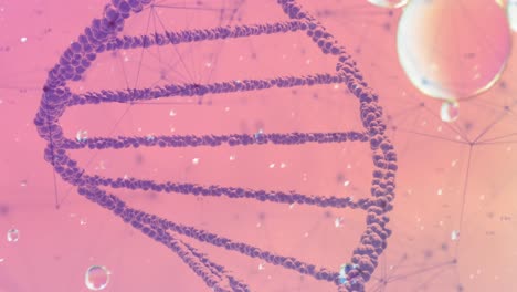 Animation-of-bubbles-over-dna-strand-and-network-of-connections-on-pink-background